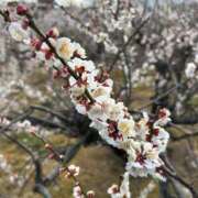 ヒメ日記 2025/03/04 07:48 投稿 ゆいか 品川ハイブリッドマッサージ