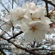 ヒメ日記 2026/04/20 00:39 投稿 ☆カンナ☆ ピンクコレクション大阪キタ店