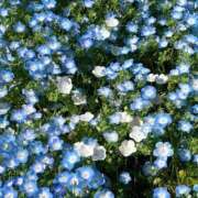 いちか 空き時間変更でました🌷 ピンクコレクション大阪キタ店