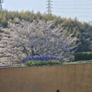 ヒメ日記 2025/04/12 10:02 投稿 みりや 奥様さくら難波店