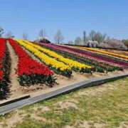 ヒメ日記 2025/05/03 10:21 投稿 みりや 奥様さくら難波店