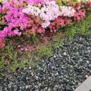 ヒメ日記 2025/05/09 19:11 投稿 みりや 奥様さくら難波店