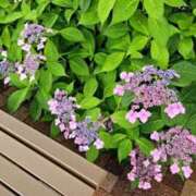 ヒメ日記 2025/06/11 19:01 投稿 みりや 奥様さくら難波店