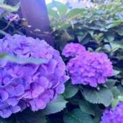 ヒメ日記 2025/06/15 13:27 投稿 つばき エデンR