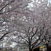 ヒメ日記 2025/04/02 19:07 投稿 みりや clubさくら難波店