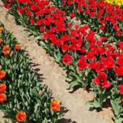 ヒメ日記 2025/04/13 10:17 投稿 みりや clubさくら難波店