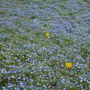 ヒメ日記 2025/05/05 12:37 投稿 みりや clubさくら難波店