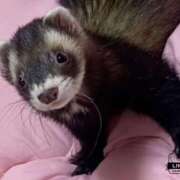 ヒメ日記 2025/01/29 09:49 投稿 苺みるく/爆乳 ギャルズネットワーク大阪