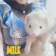 ヒメ日記 2025/11/28 08:43 投稿 苺みるく/爆乳 ギャルズネットワーク大阪