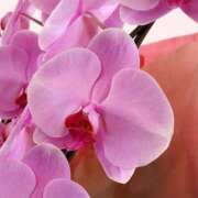 ヒメ日記 2025/09/17 10:30 投稿 しおん EXE（エグゼ）