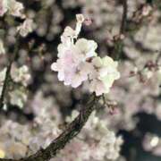 ヒメ日記 2025/03/30 19:42 投稿 富田 MadameRest(マダムレスト)