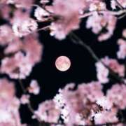 ヒメ日記 2025/04/14 17:26 投稿 富田 MadameRest(マダムレスト)