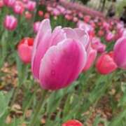 ヒメ日記 2026/04/14 16:17 投稿 富田 MadameRest(マダムレスト)