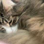 つかさ しばらく AFTER V（アフターファイブ）