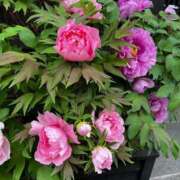 ヒメ日記 2025/07/07 07:01 投稿 ありす☆はい！大当たり！！ JKサークル