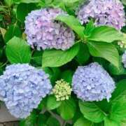 ヒメ日記 2026/07/12 15:40 投稿 らん 恋の履歴書