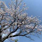 ヒメ日記 2025/04/07 10:35 投稿 ナナオARR 甲府人妻隊