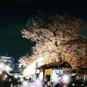 ヒメ日記 2025/03/31 12:51 投稿 萌絵(もえ) 熟女出逢い会 『百合の園』 五反田店