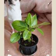 ヒメ日記 2025/04/11 12:02 投稿 萌絵(もえ) 熟女出逢い会 『百合の園』 五反田店