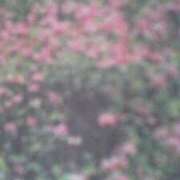 ヒメ日記 2025/04/13 07:14 投稿 まこ 池袋で熟女の風俗 マダムいやーん