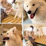 ヒメ日記 2025/04/02 08:16 投稿 白星ほたる 皇帝別館（こうていべっかん）