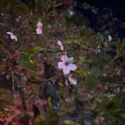 ヒメ日記 2026/04/20 09:04 投稿 サラ バニーコレクション秋田店