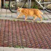 ヒメ日記 2026/06/07 06:54 投稿 サラ バニーコレクション秋田店