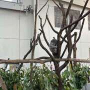 ヒメ日記 2024/12/20 22:17 投稿 星野れい ヴェルファーレーVELFARREー鹿児島