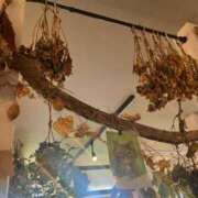 ヒメ日記 2024/12/22 21:58 投稿 星野れい ヴェルファーレーVELFARREー鹿児島