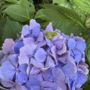 ヒメ日記 2025/07/14 18:44 投稿 つばき なすがママされるがママ 宇都宮