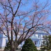 ヒメ日記 2026/04/20 07:30 投稿 折原さな お姉さんLABO -艶-