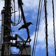 ヒメ日記 2025/11/18 21:33 投稿 月音 ニューグランド