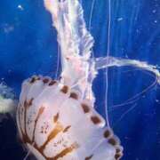 ヒメ日記 2025/12/29 22:33 投稿 月音 ニューグランド