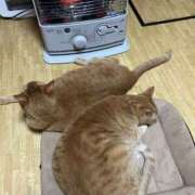 ヒメ日記 2025/04/16 11:25 投稿 川村　あんな しこたま奥様 札幌店