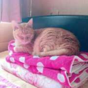 ヒメ日記 2025/04/16 12:45 投稿 川村　あんな しこたま奥様 札幌店