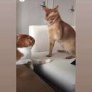 ヒメ日記 2025/04/22 07:45 投稿 川村　あんな しこたま奥様 札幌店