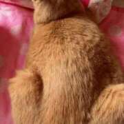 ヒメ日記 2025/04/26 11:37 投稿 川村　あんな しこたま奥様 札幌店