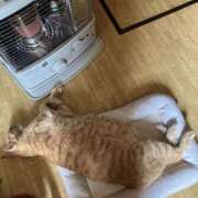 ヒメ日記 2025/04/28 00:40 投稿 川村　あんな しこたま奥様 札幌店