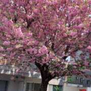 ヒメ日記 2025/05/14 13:20 投稿 川村　あんな しこたま奥様 札幌店