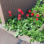 ヒメ日記 2025/05/15 11:11 投稿 川村　あんな しこたま奥様 札幌店