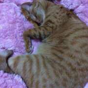 ヒメ日記 2025/05/26 00:15 投稿 川村　あんな しこたま奥様 札幌店