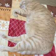 ヒメ日記 2025/07/14 23:25 投稿 川村　あんな しこたま奥様 札幌店