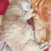 ヒメ日記 2025/08/25 11:17 投稿 川村　あんな しこたま奥様 札幌店