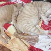 ヒメ日記 2025/09/11 00:24 投稿 川村　あんな しこたま奥様 札幌店