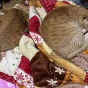 ヒメ日記 2025/09/17 00:05 投稿 川村　あんな しこたま奥様 札幌店