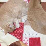 ヒメ日記 2025/09/18 00:15 投稿 川村　あんな しこたま奥様 札幌店