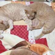 ヒメ日記 2025/09/22 22:15 投稿 川村　あんな しこたま奥様 札幌店