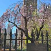 ヒメ日記 2025/04/10 09:00 投稿 クララ 熟女デリヘル倶楽部