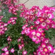 ヒメ日記 2025/05/28 01:07 投稿 クララ 熟女デリヘル倶楽部