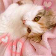 ヒメ日記 2025/03/26 17:32 投稿 さくら☆可愛いぱいぱん若奥様お潮 PREMIUM萌え可愛いチョコレート～全てのステージで感動の体験を～